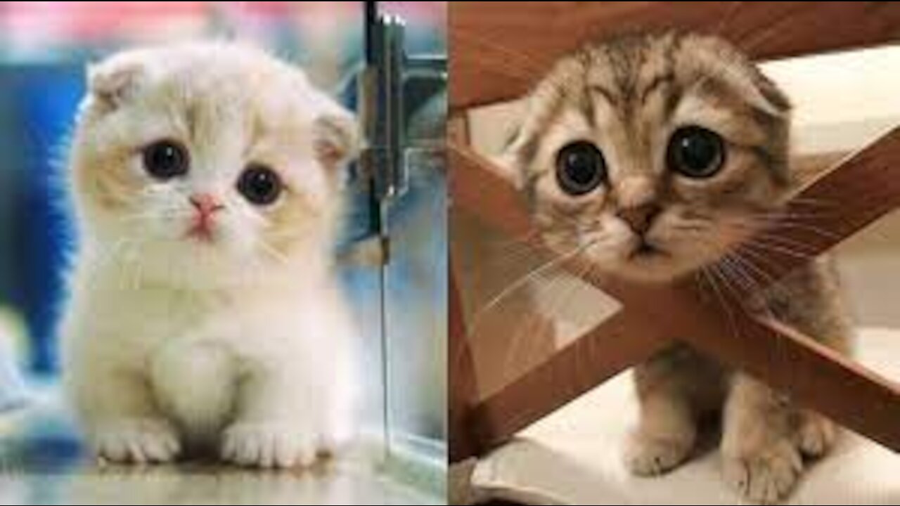 CAT IN REAL LIFE, Little Kitten My Favorite Cat, Cute Kitten