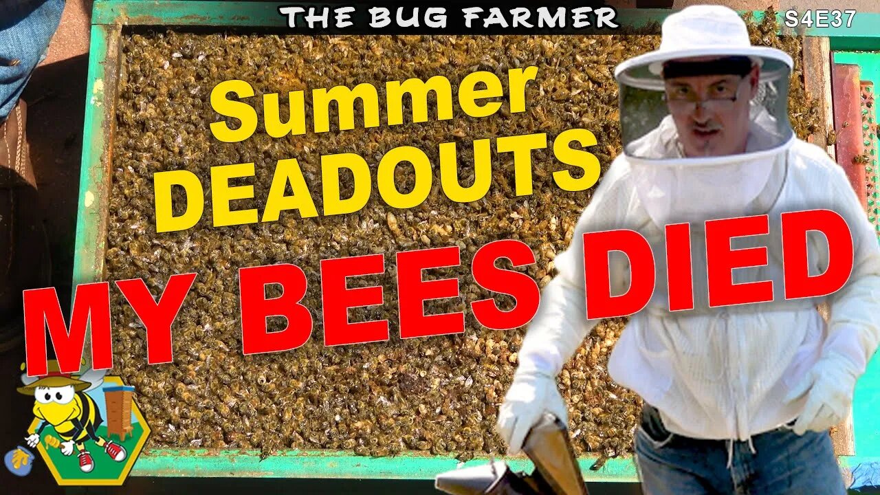 Colony Collapse | July Deadout #beekeeping #bees #hobby #beekeeping101 #bugfarmer