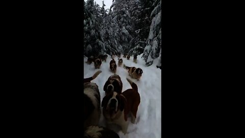 St. Bernard-alanche #Shorts