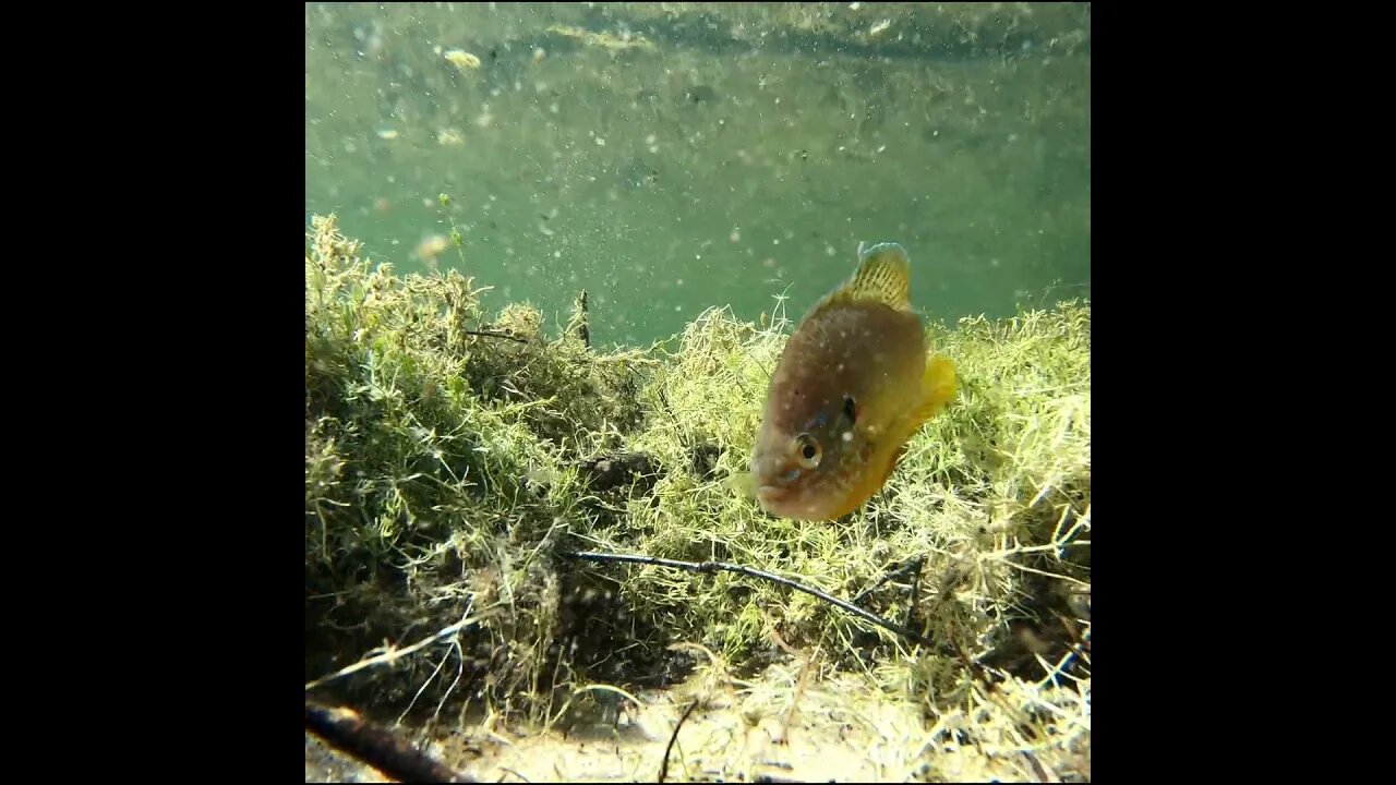 pumpkinseed on the bed