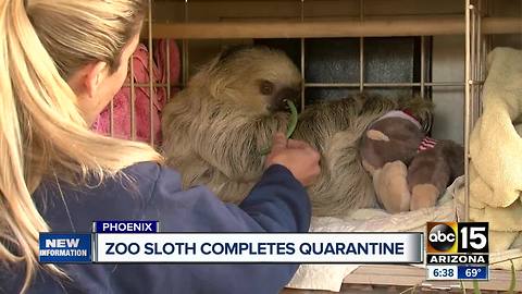 The first ever sloth is settling nicely at the Phoenix Zoo