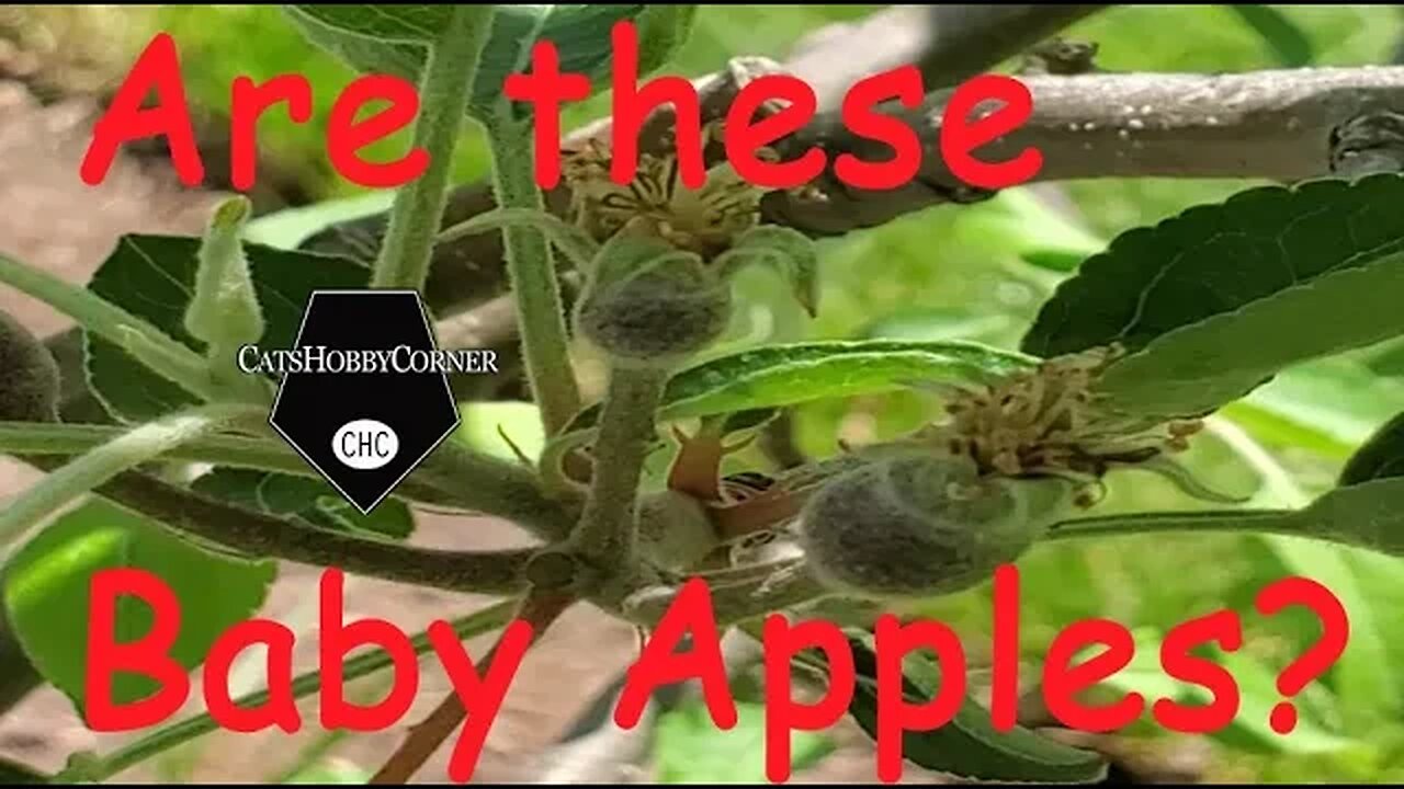 Are These Baby Apples? May 7, 2022