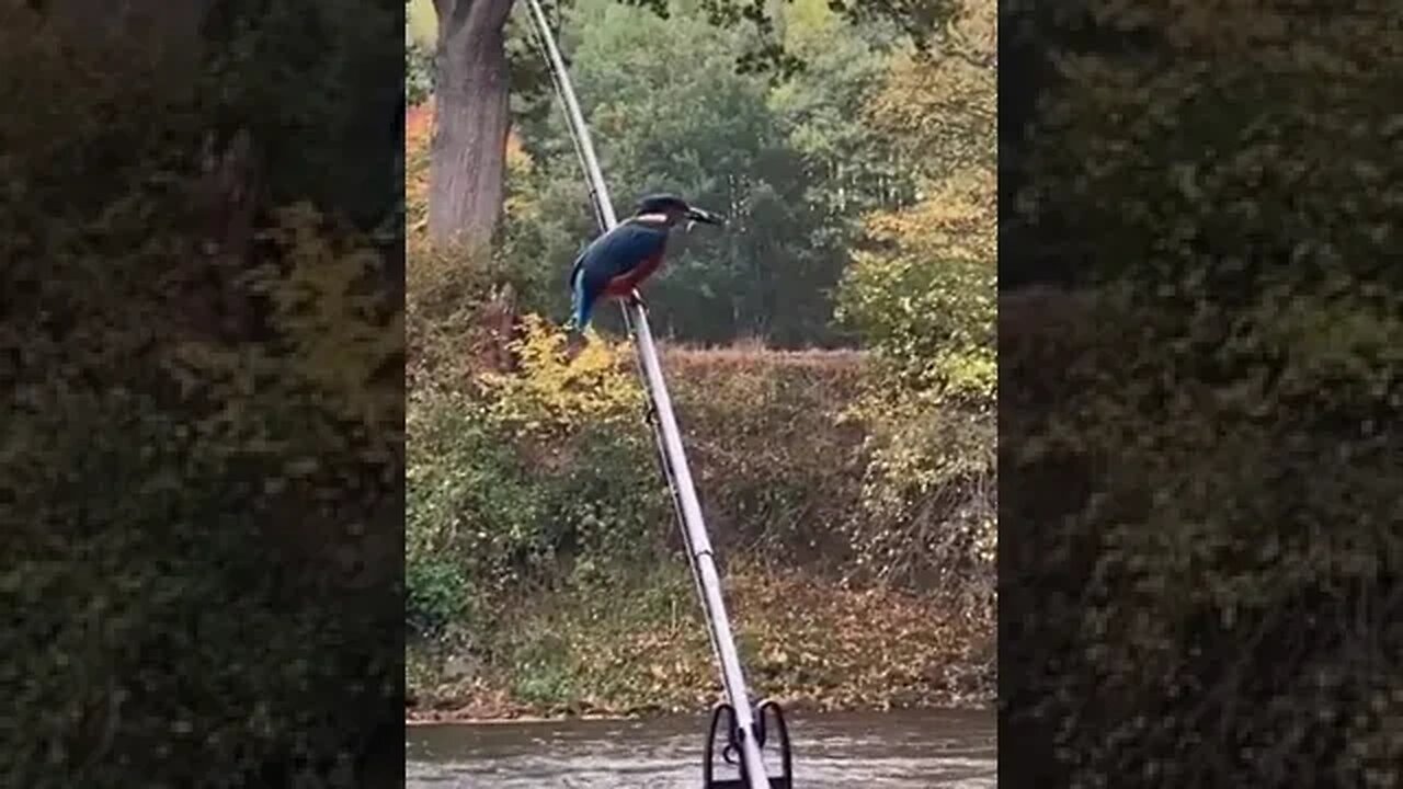 feisty bird
