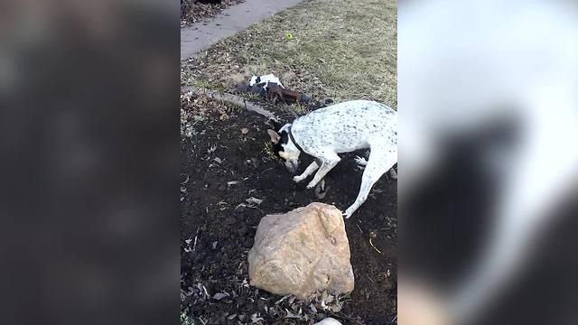 "Cute Doggo Helps Out With Gardening"