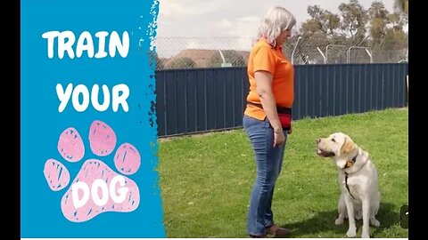 Wari dangerous dog training