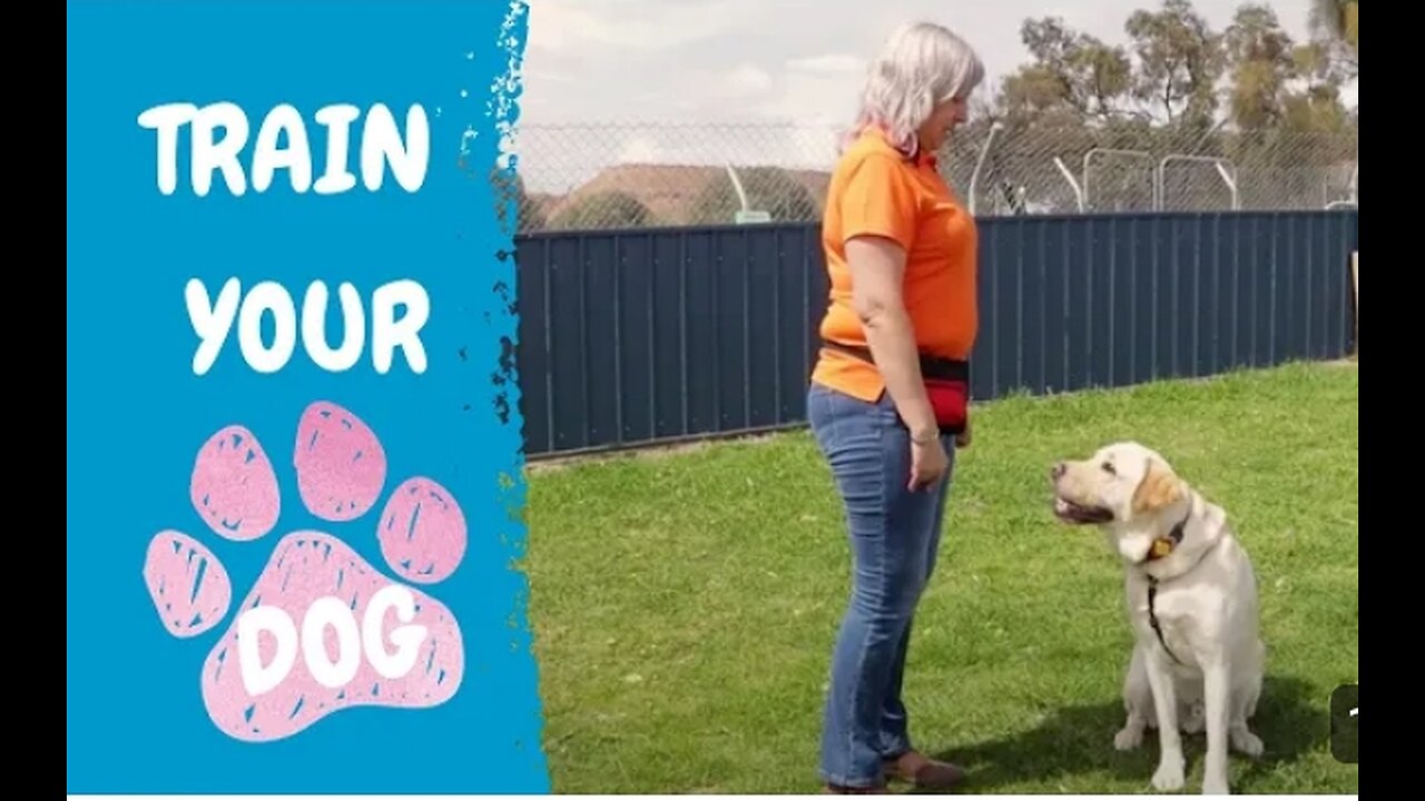 Wari dangerous dog training