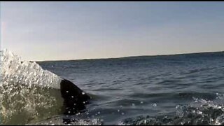 Un surfeur est frôlé par un requin blanc