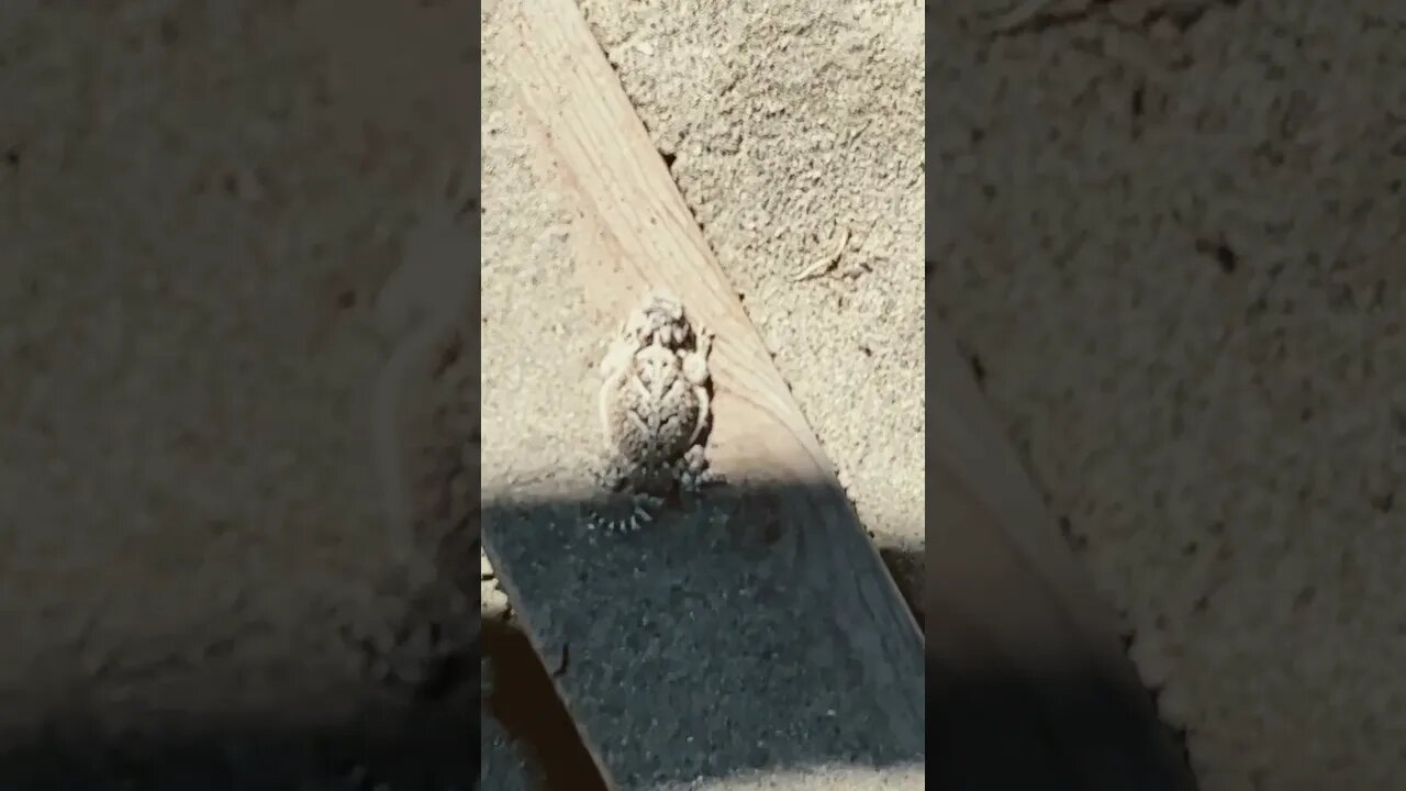 Horny Toad sitting in the sun ☀️