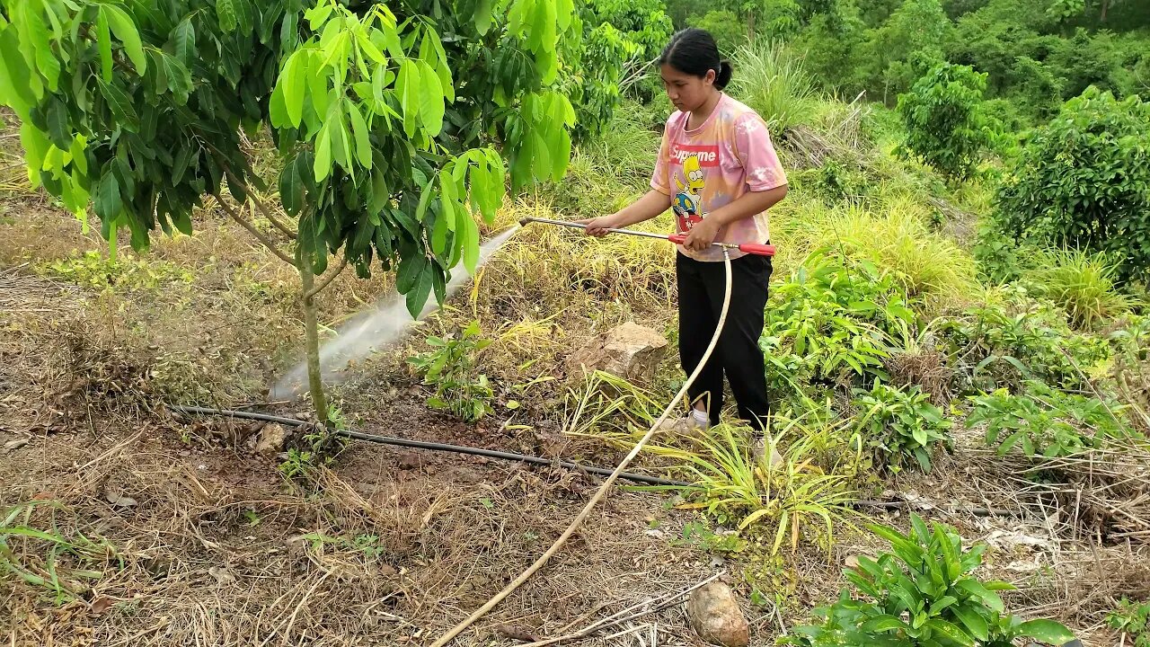 Spraying Lamyai to Make Fruit Raw Footage