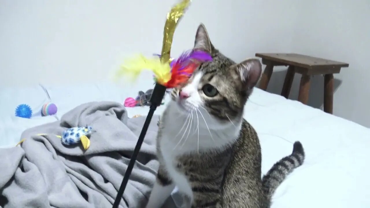 Cat Stalks Toy, Wiggles His Butt and Attacks