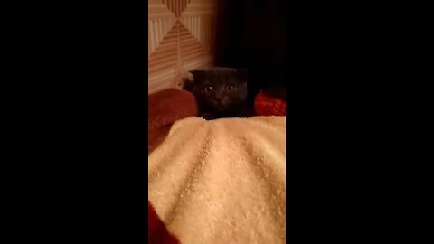 Kitten attacks