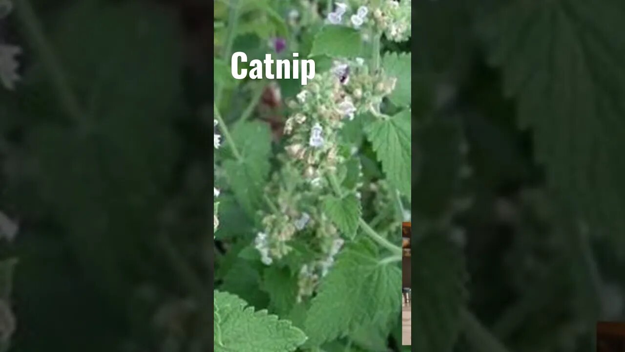 Catnip as a Diaphoretic | Herbal Fever Support