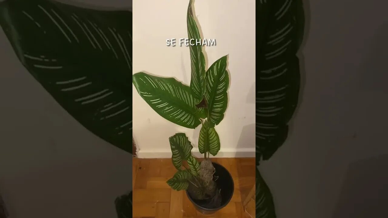 Você conhece as plantas rezadeiras?