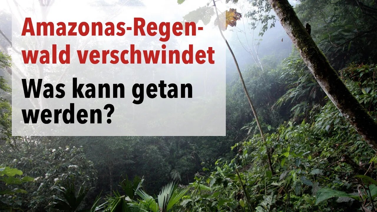 Der Amazonas-Regenwald verschwindet - Was kann getan werden?