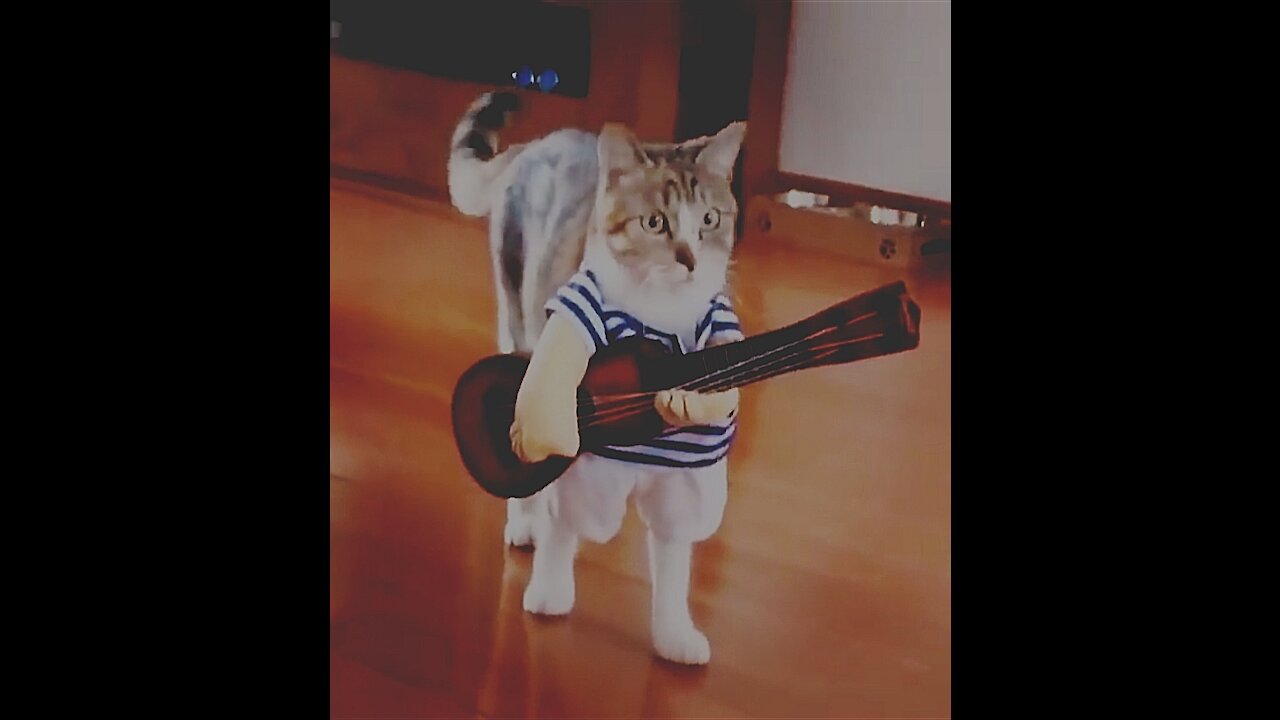 Funny pets compilation part 1