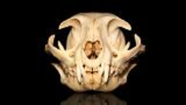 Ancient "Big Cat" Fossil Found