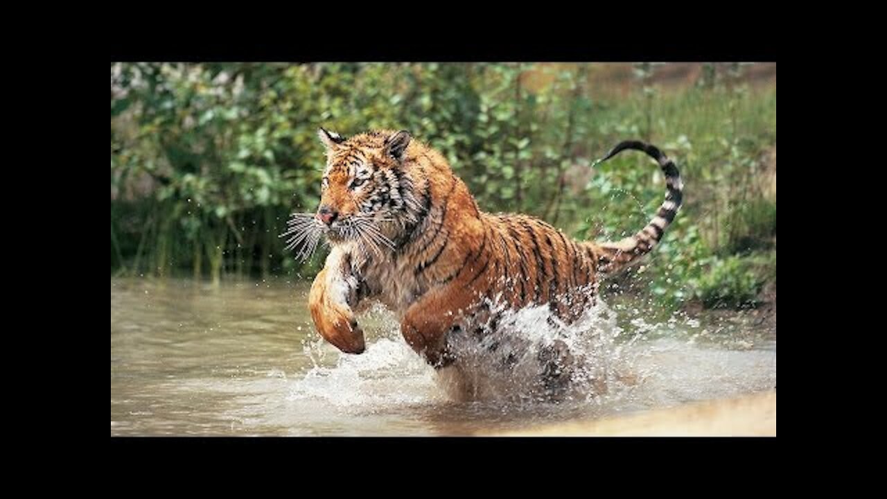 Beautiful World - Wild Animals | Short Film | HameedWattoo