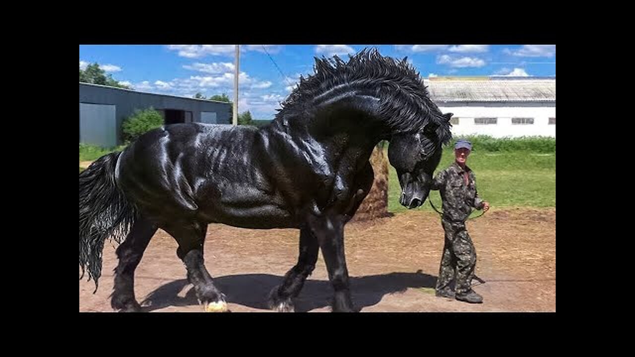 Most Powerful Horse Breed in the world