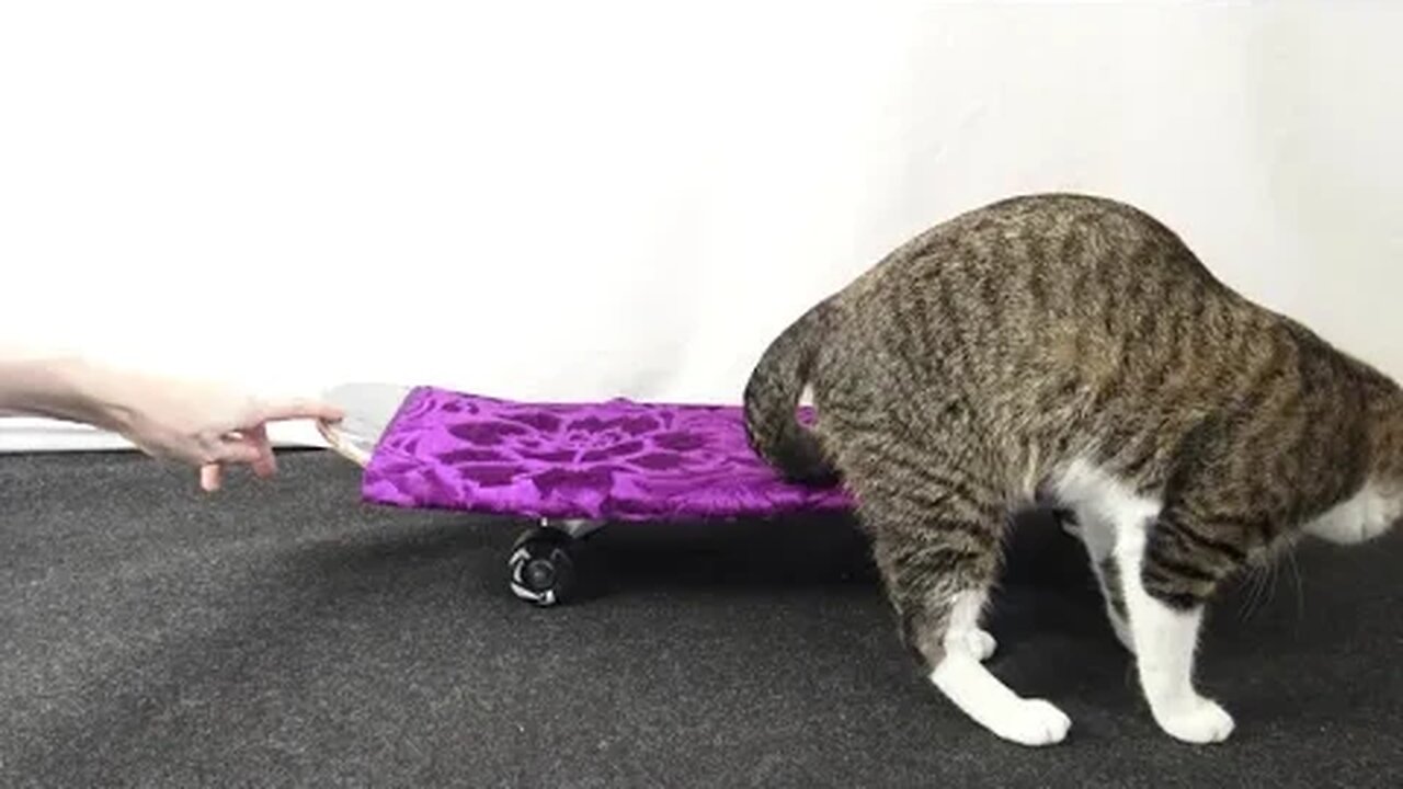 Cat Is Curious about a Skate Board