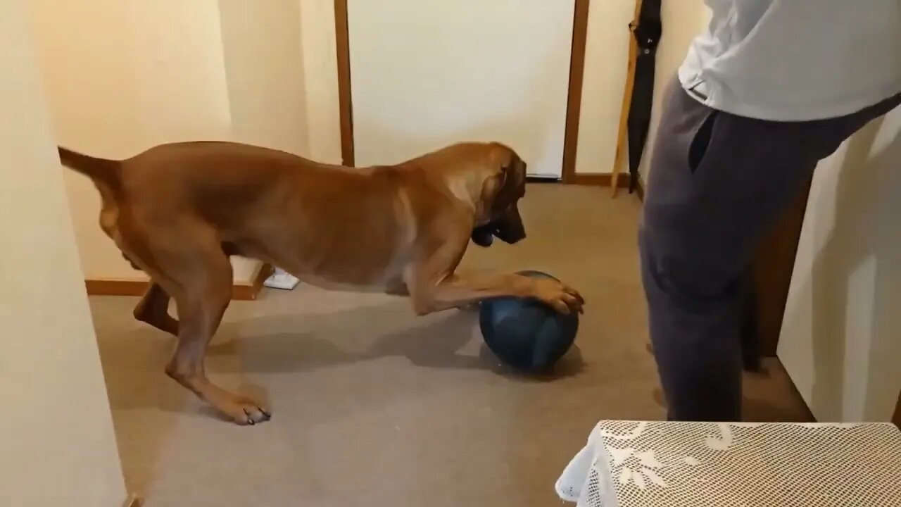 Medicine Ball Soccer With Dog & Side Eye - Rhodesian Ridgeback Mr Brown