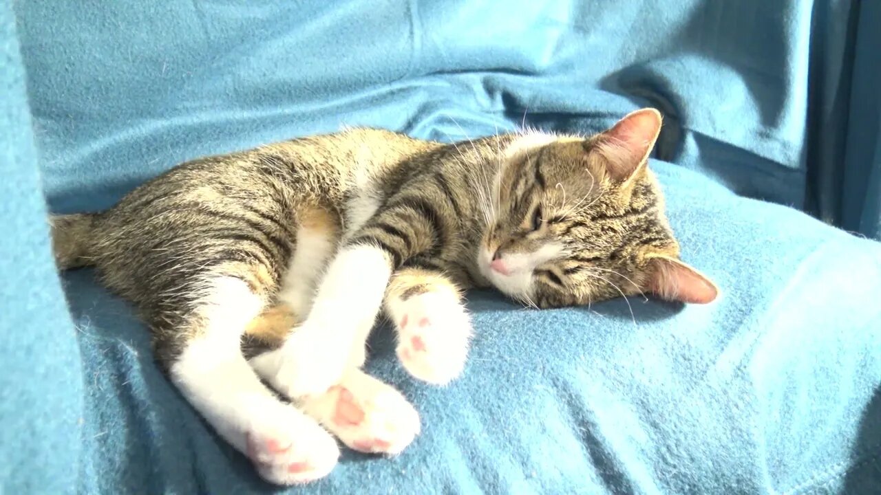 Lazy Sleepy Cat Refuses to Move