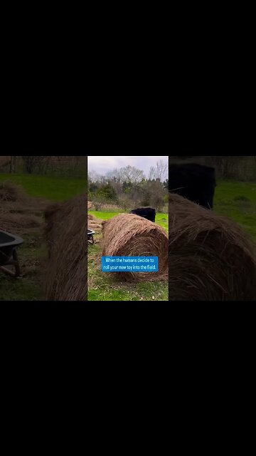 Just Get Them One of These #shorts