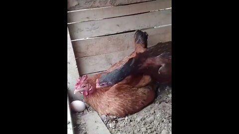 This Chicken Is Sloppy When Incubating And The Other Chicken Warns It