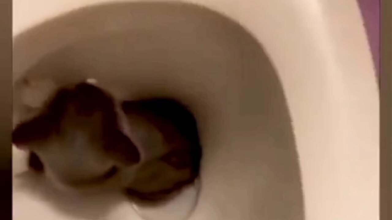 CAT GOT STUCK IN TOILET🤣😂🤣😂