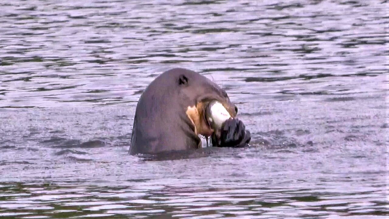 World's largest otters dive for big fish in the Amazon