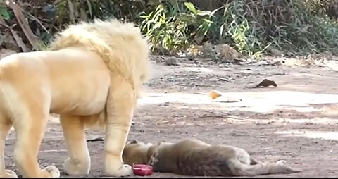 Troll Prank Dog Funny & fake Lion and Fake Tiger Prank To dog & Huge Box Prank to dog