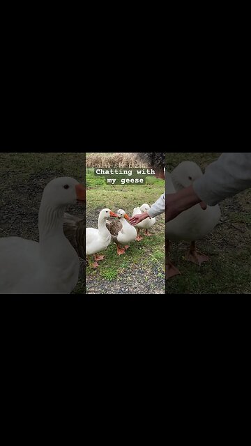 Chatting with geese