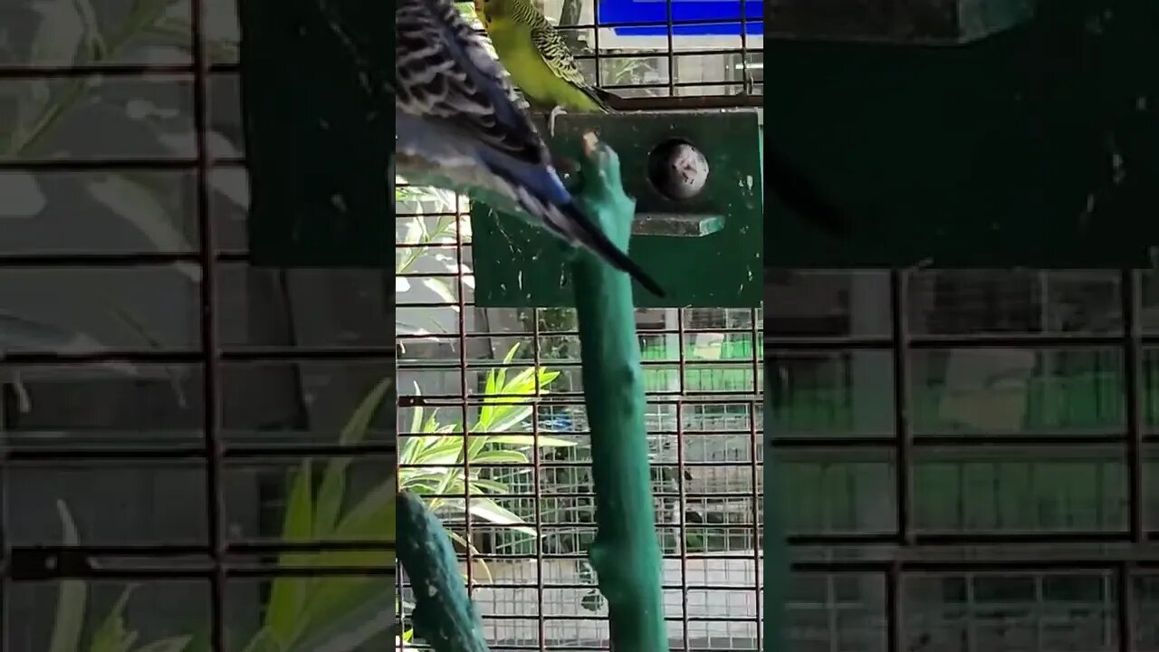 Catitas compartiendo, catita grabada justo en un momento íntimo 😮 #LosCobresDeVitacura