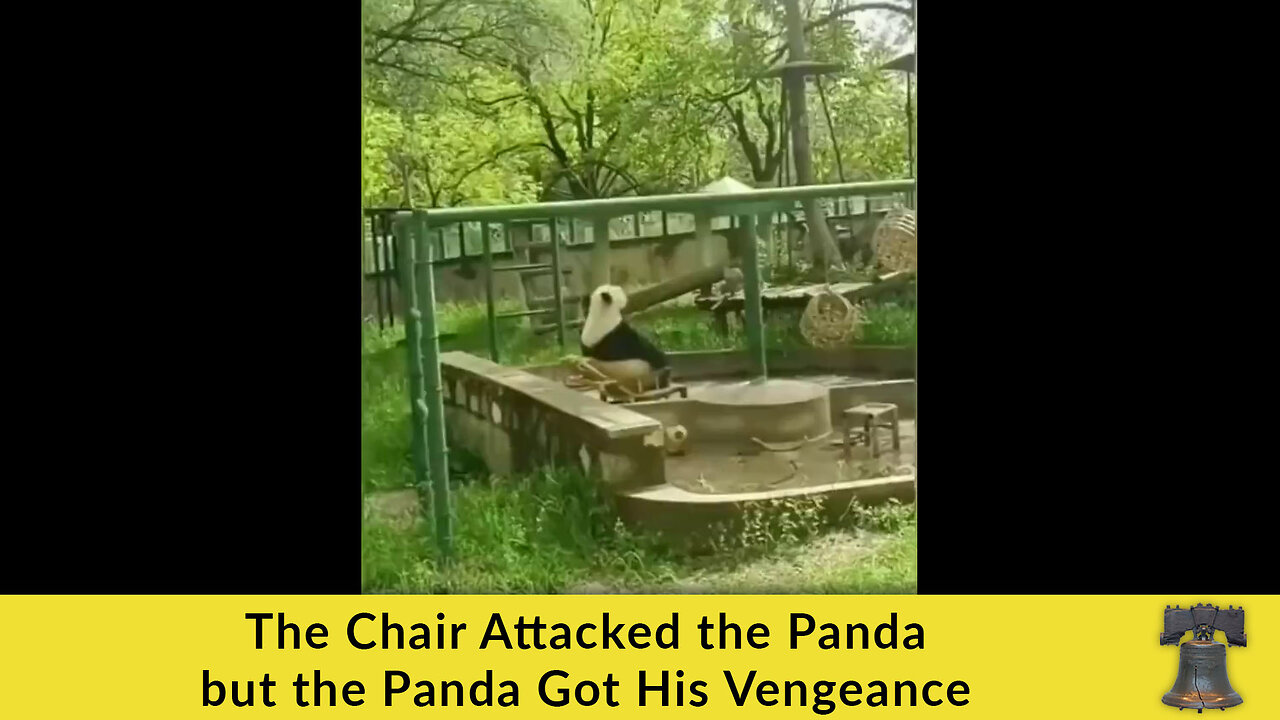 The Chair Attacked the Panda but the Panda Got His Vengeance