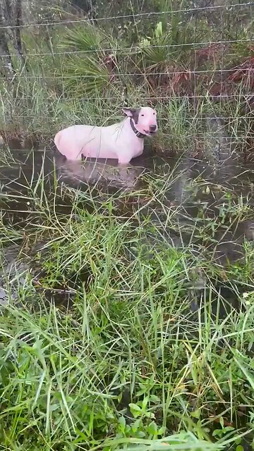 What should be the punishment for a bum who, not content with abandoning a dog during a hurricane...