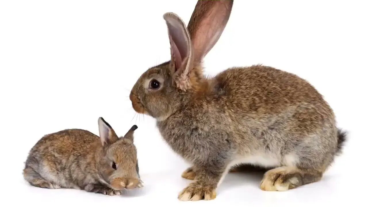 How Rabbits Choose Their Favorite Person