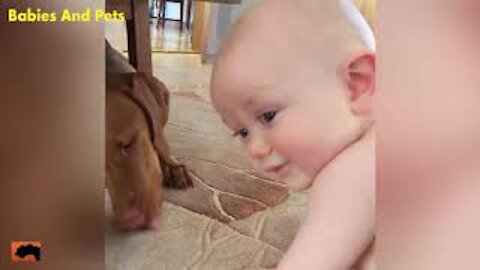 Funny pet playing with baby/ funny pet videos2021