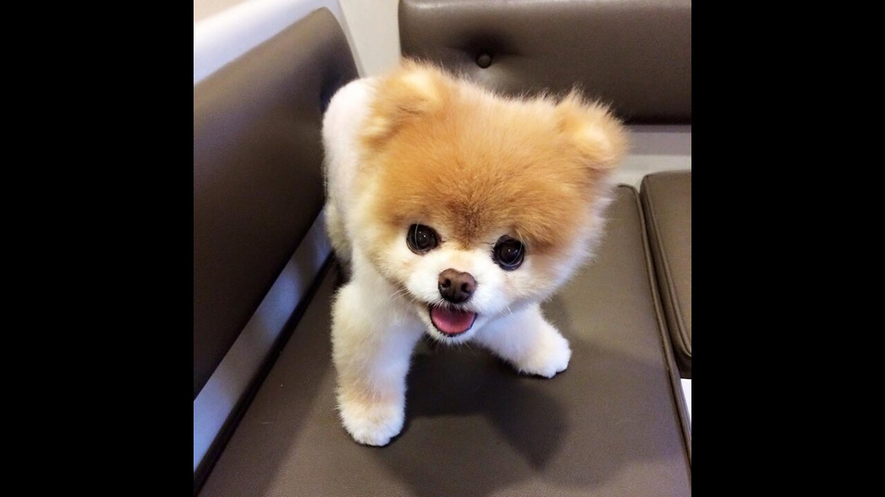 💗 The cutest pets you have ever seen