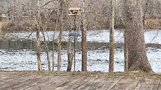 BUSY MORNING AT THE FEEDER