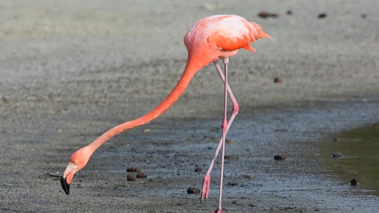Flamingo hunting flies2024