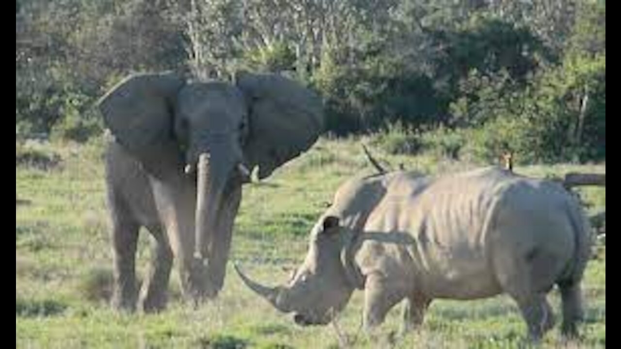 Best Elephant Shows Rhino Who's Boss😍