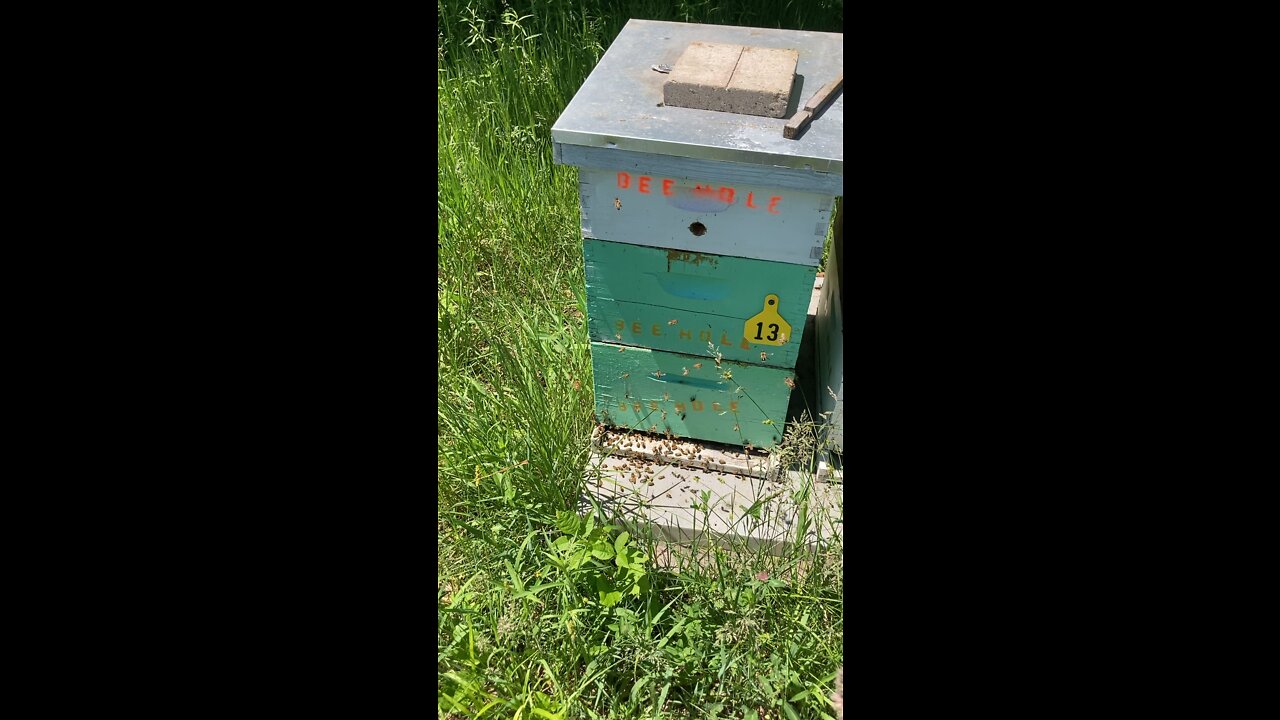 Great day to work bee hives