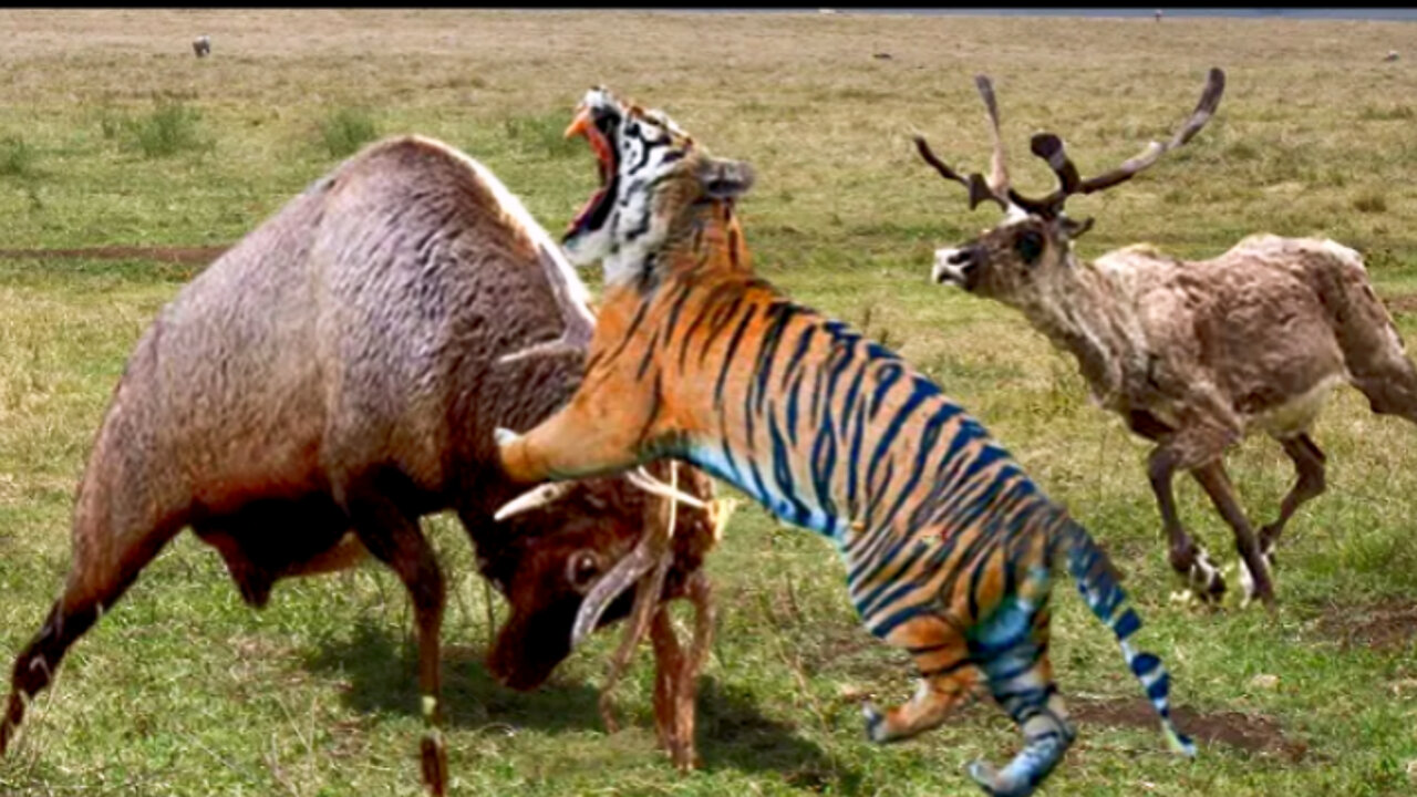 Horrifyin. Angry Deer Attack Tiger Madly To Escape - Tiger Vs Deer...