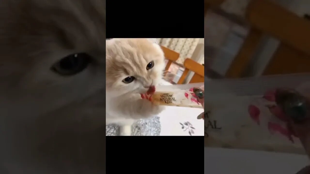 snatching with my cute cate.... ❤️🤗🤗 #status #cat #animalshorts #lovely #share