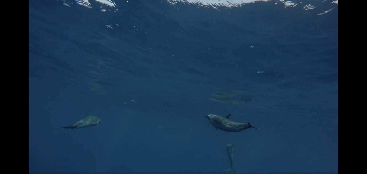 50 pantropical spotted dolphins