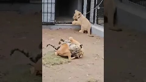 Dog playing with Tiger | Nouman Hassan |