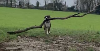 Når denne hund henter en pind, kommer han tilbage med et kæmpe stykke træ