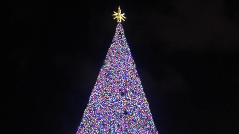 Delray Beach Christmas tree glowing for the holiday