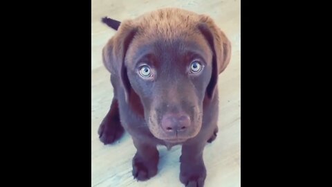 WHY.ARE.YOU.SO.CUTE??? #Puppy #Dogs #Shorts #Puppyvideo #Shortvideo #dog #doglover #cutedog #puppylo