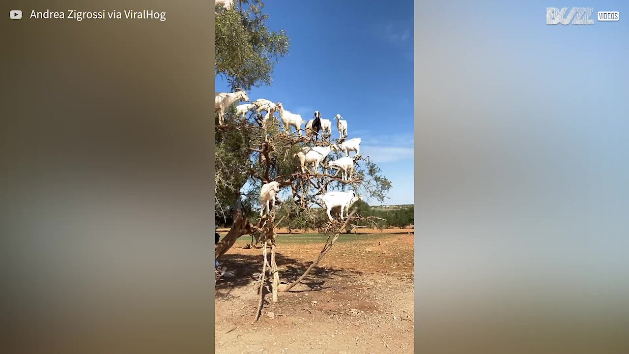 Herd of goats spotted on tree