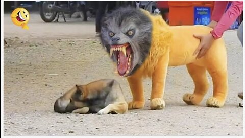 Troll Prank Dog Funny & fake Lion and Fake Tiger Prank To dog & Huge Box Prank to dog